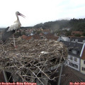 18_55-nest.jpg