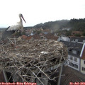 19_00-nest.jpg