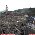 19_05-nest.jpg