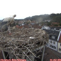 19_10-nest.jpg