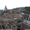 19_15-nest.jpg