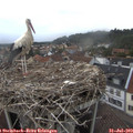 19_20-nest.jpg