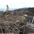 19_25-nest.jpg