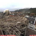 19_30-nest.jpg