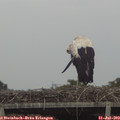 19_35-mast.jpg