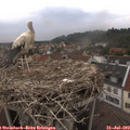 19_35-nest.jpg