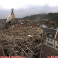 19_40-nest.jpg