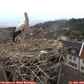 19_45-nest.jpg