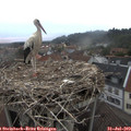19_50-nest.jpg