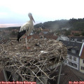 19_55-nest.jpg