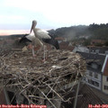 20_00-nest.jpg