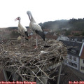 20_05-nest.jpg