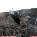 20_10-nest.jpg