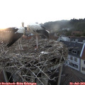 20_15-nest.jpg