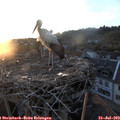 20_20-nest.jpg