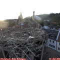 20_35-nest.jpg