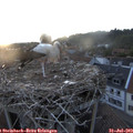 20_40-nest.jpg