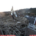20_50-nest.jpg