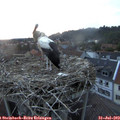 20_55-nest.jpg
