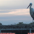 06_00-mast.jpg