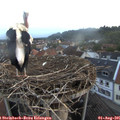 06_00-nest.jpg