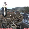 06_05-nest.jpg