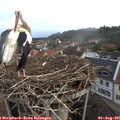 06_15-nest.jpg