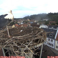 06_25-nest.jpg
