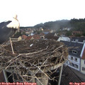 06_30-nest.jpg