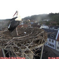 06_40-nest.jpg
