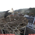 06_45-nest.jpg