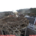 06_50-nest.jpg