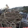 06_55-nest.jpg