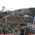 07_00-nest.jpg
