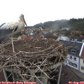 07_05-nest.jpg