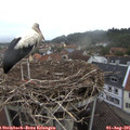07_10-nest.jpg
