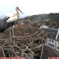 07_15-nest.jpg