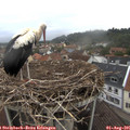 07_20-nest.jpg