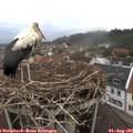 07_25-nest.jpg