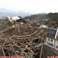 07_30-nest.jpg
