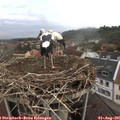 07_35-nest.jpg