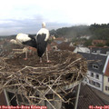 07_40-nest.jpg