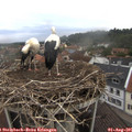 07_45-nest.jpg
