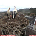 07_50-nest.jpg