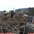 07_55-nest.jpg