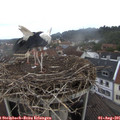 08_00-nest.jpg
