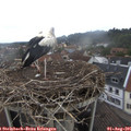 08_05-nest.jpg