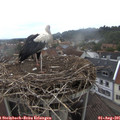 08_10-nest.jpg