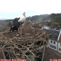 08_15-nest.jpg