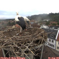 08_20-nest.jpg